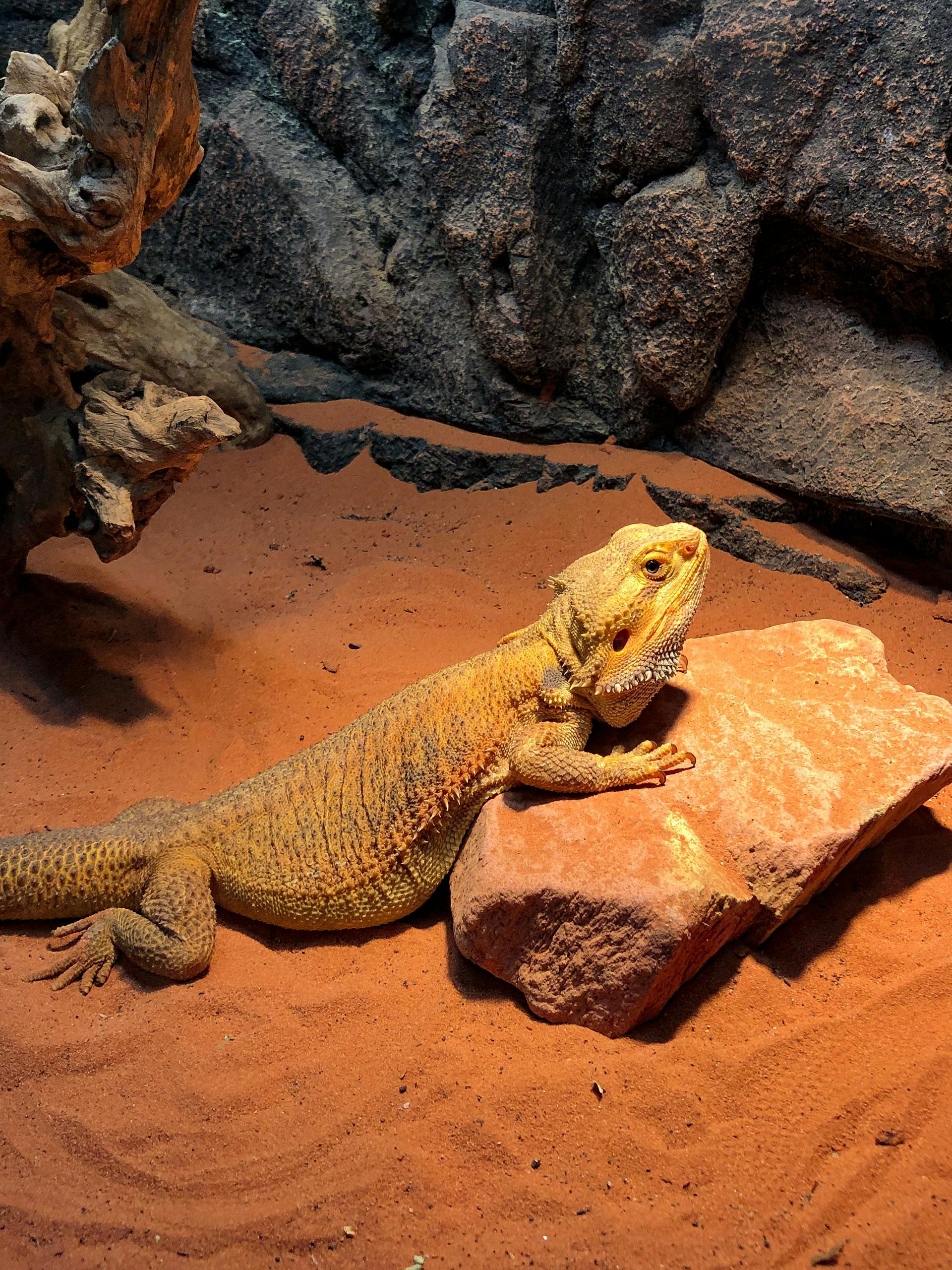Bearded Dragon Lighting Setup