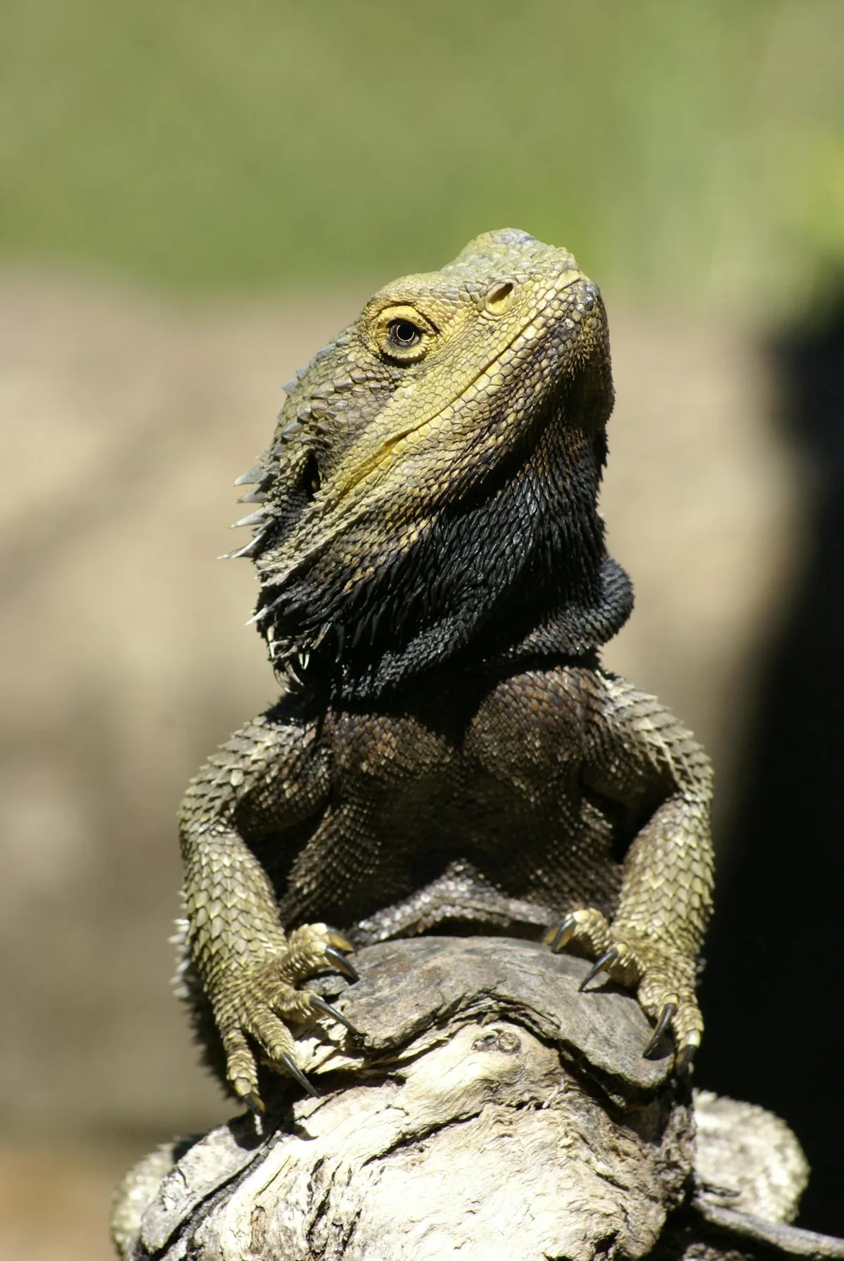 Bearded dragon on a rock