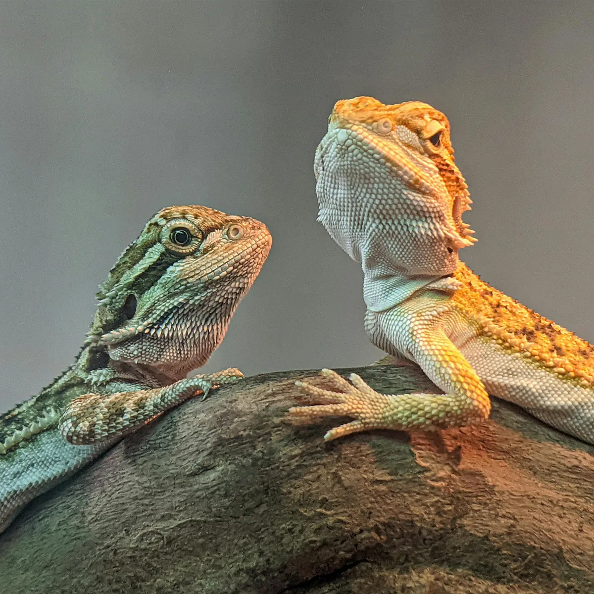Two bearded dragons on a piece of wood