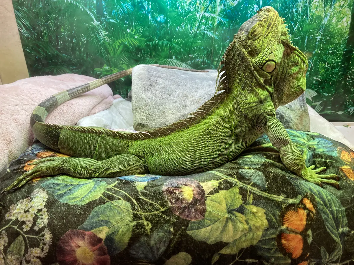 Jennie-Mae, a green iguana, basking under a Mega-Ray 100W mercury vapor UVB bulb