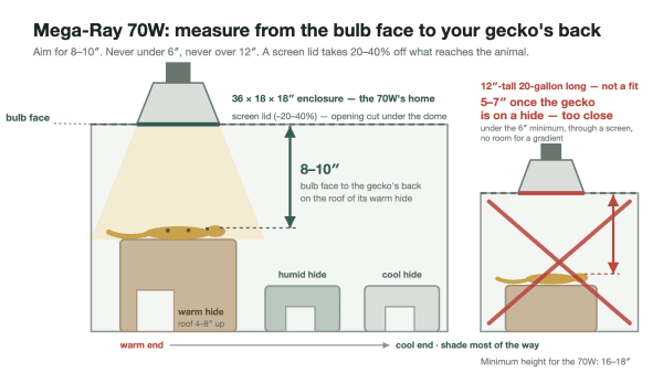 Mega-Ray 70W leopard gecko distance diagram Cross-section of a 36 by 18 by 18 inch leopard gecko enclosure with a Mega-Ray 70W in a dome over the warm hide, 8 to 10 inches from the bulb face to the gecko's back, and a 12 inch tall tank crossed out as too close