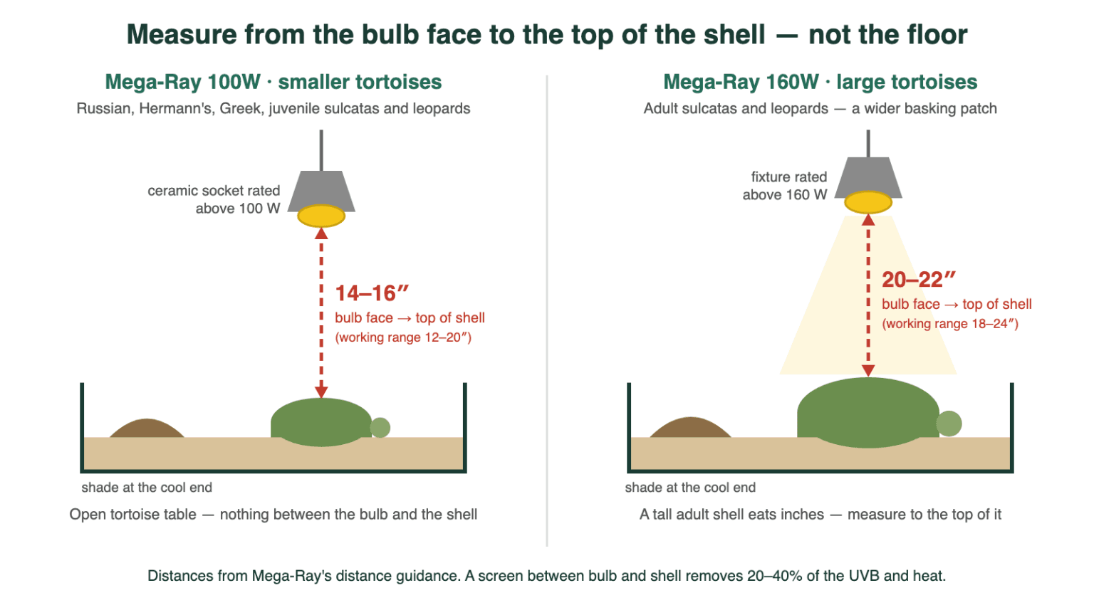 Diagram: measure from the bulb face to the top of the tortoise shell. Mega-Ray 100W at 14–16 inches over a smaller tortoise on an open table; Mega-Ray 160W at 20–22 inches over an adult sulcata, with shade at the cool end.