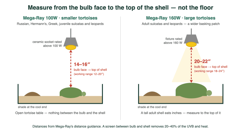 Diagram: measure from the bulb face to the top of the tortoise shell. Mega-Ray 100W at 14–16 inches over a smaller tortoise on an open table; Mega-Ray 160W at 20–22 inches over an adult sulcata, with shade at the cool end.